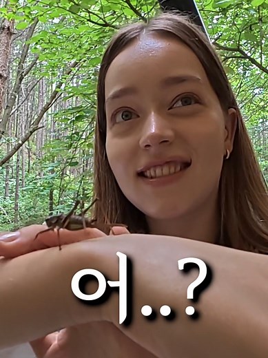 곤충 컬렉션: 귀여운 곤충의 매력