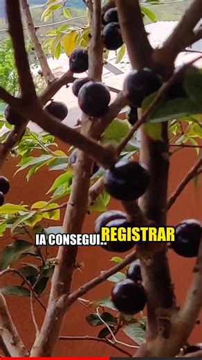 Descubra o Segredo para Frutíferas VINGAR FÁCIL! #shorts