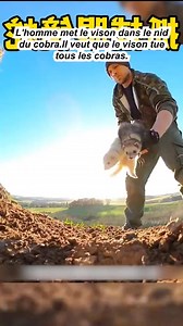 706K views · 7.8K reactions | Ľhomme met le vison dans le nid du cobra | get lost | Facebook
