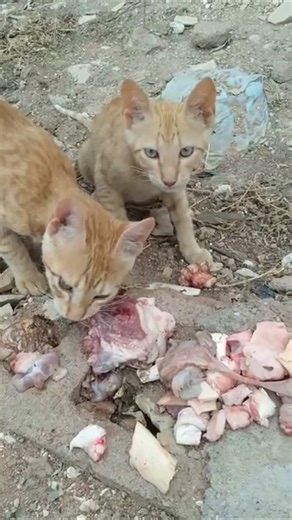 Kittens are now BIGGER than Mom! 😱🥩 #145Days #transformation #feralcat #kittenrescue #strongcats
