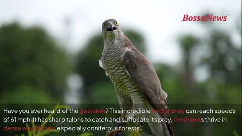 Meet the goshawk, the lightning-fast hunter of dense forests