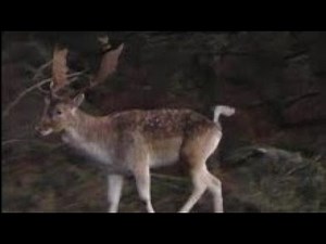 FALLOW DEER RUT - Deep Throat Buck Groaning to Attract Does