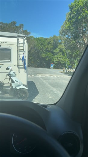 Anyone else seen a lizard use a zebra crossing before? #lizard #wildlife #australia #fy #fyp