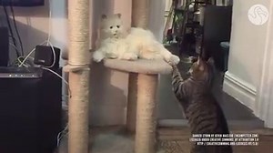 109K views · 1.1K reactions | Introducing robot cats -- they meow, purr and never need a litter box. (via The Dodo) | HuffPost Life | Facebook