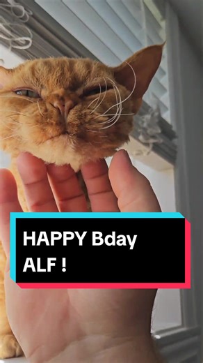 Alf (@alfdevonrex)’s videos with original sound - Alf