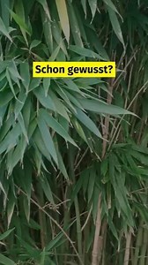#Bambus ist der Rekordhalter unter den Pflanzen, wenn es darum geht, schnell in die Höhe zu wachsen. Bis zu 91 Zentimeter pro Tag(!) kann der Riesen-Bambus zulegen. Kein Wunder, dass der Rohstoff in vielen Bereichen als Hoffnungsträger für eine nachhaltige Zukunft gepriesen wird – denn er wächst nicht nur schnell nach, sondern ist auch anspruchslos und vielseitig einsetzbar. Um die Vorteile des Bambus ohne die schlechte CO2-Bilanz der langen Transportwege voll ausschöpfen zu können, wird mittler