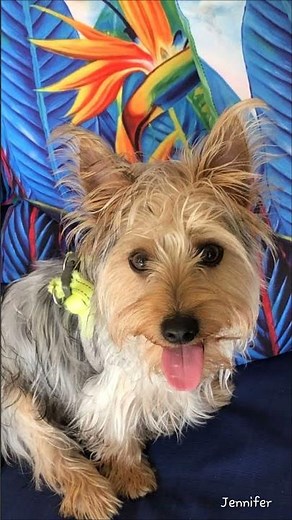 silky terrier puppies