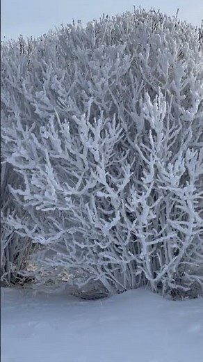 Tree explodes from snow ❄️
