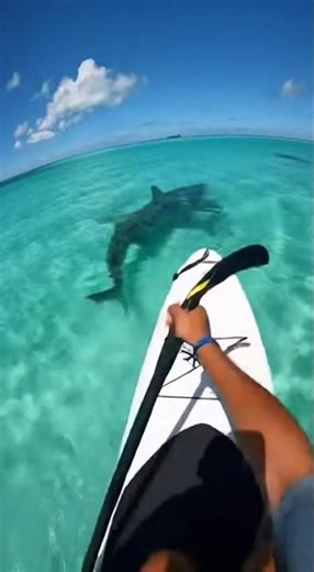 Tiger Shark Brushes My Paddleboard!