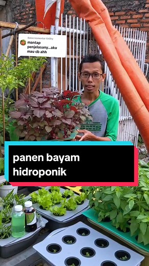 Membalas @tiniiky menanam sayuran hidroponik pemula mudah #pakethidroponikpemula #hidroponikrumahan #hidroponikpemula #cuantanpabatas