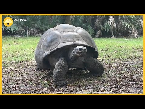 134-year-old tortoise becomes dad for 1st time