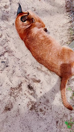 Kenya’s Spotted Caracal - Stunning Creature from Africa