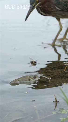 Green Heron: The Bird That Uses Bait to Catch Fish #greenheron #bird #wildlife #nature