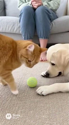 Will the Cat Explode Into Action Now? 🐾 #Cat #Dog #Shorts