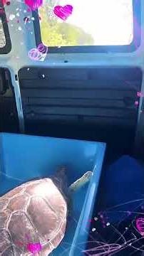 LIVE “Snap”, a juvenile green sea turtle in the back of the Turtle Hospital ambulance