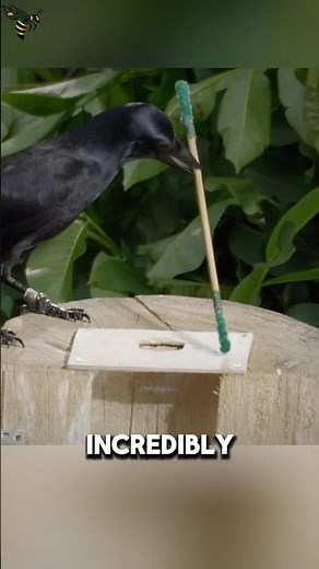 Crow Uses Tools Like a Genius to Get Its Food! #animalfacts #facts #crow