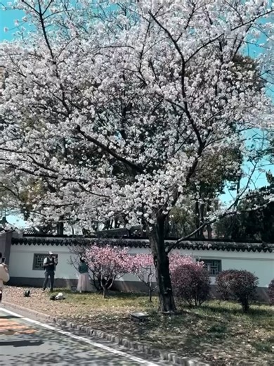 Exploring the Beauty of Yuantouzhu in Wuxi, China