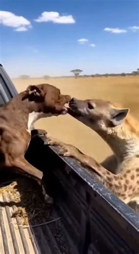 Pitbull vs Hyena Standoff on a Moving Truck Raw Wildlife Moment #shorts #viralvideo #viralanimals