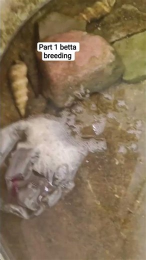 part 1 betta breeding 🥱🐠🐠🐟💫💫✨✨ #subscribe #fish #aquarium