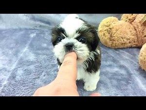 Micro teacup Shih Tzu puppies for sale