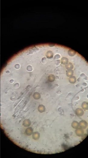 Pollen Grains Under the Microscope 🌼🔬 #microscope #education #science #biology #shorts #flowers