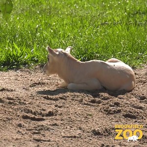 We'd like to addax you a question: have you ever seen a cuter baby antelope? Meet our newest zooborn, a male addax calf born on August 8. First-time mom Ivy and her calf are doing well! Sire Ishnala is a father of five, including our two other addax calves born in the past 13 months. Brookfield Zoo, which was the first zoo in the United States to have an addax birth in 1941, has had more than 140 births of this species. The addax is critically endangered, and every successful addax birth is caus