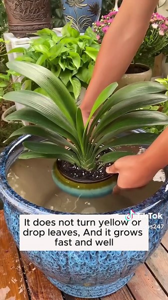 Irrigation formula for all types of crops #gardeninggoals #gardeningistherapy #gardeningtips