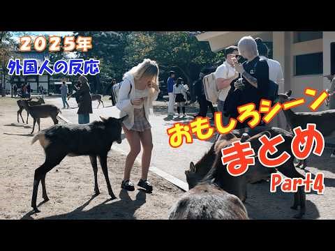 【外国人の反応】奈良の鹿と外国人、面白シーンまとめPart4