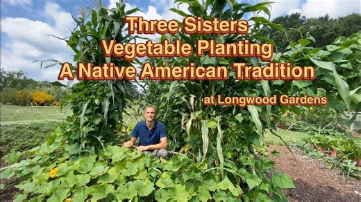 Three sisters veggie planting: A Native American planting method that listens to Mother Nature
