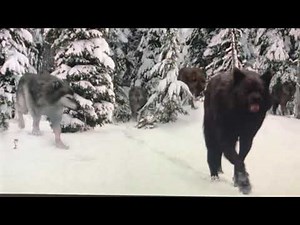 Twilight wolves / fight song ( read description )