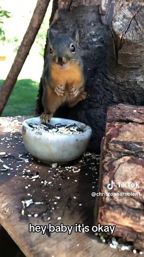 The Assertive Nature of Douglas Squirrels