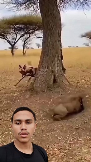 Riena VS Javali | Lg Player