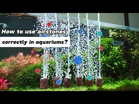 How to Use Air Stones Correctly in Aquariums
