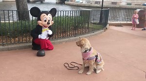 HOW CUTE 😍🐶 Boo the service dog met Mickey Mouse for the first time today at Epcot! | WFLA Daisy Ruth was able to catch their first encounter. | WFLA News Channel 8