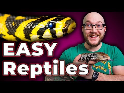 The 5 EASIEST Reptiles ANYONE Can Care For!
