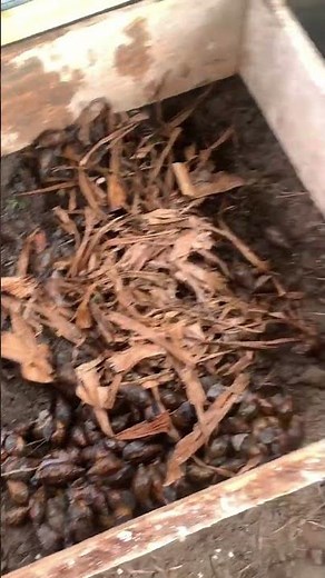 Setting up a snail farm with a limited space for beginners