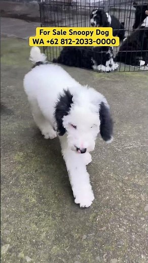 For Sale Snoopy Dog
