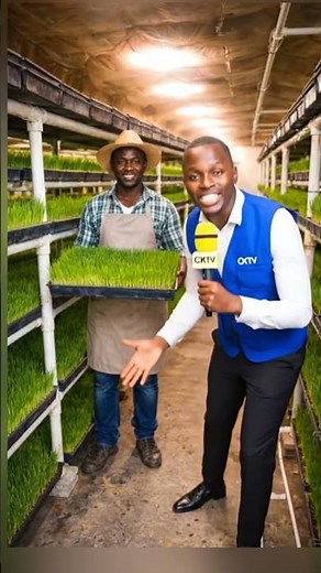 Hydroponic fodder farming in Kenya, 7-day soil-less method to produce nutritious livestock feed (ba