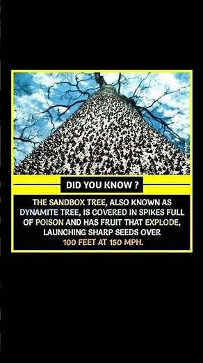 The Sandbox Tree That Explodes Seeds at 150 MPH 🌳💥#shorts