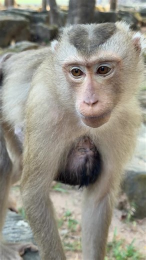 Pigtail kidnappe monkey Cherry kidnapping baby as her job #babymomkey