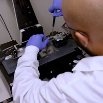 Video: Measuring Local Tissue Strains in Tendons via Open-Source Digital Image Correlation