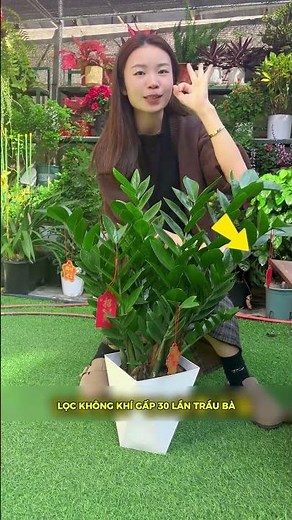 Sốc Loại cây lọc không khí gấp 30 lần Trầu Bà, cực sang và dễ chăm!