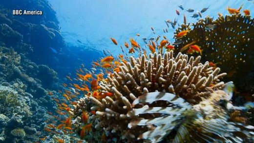 'Blue Planet' captures the fascinating behaviors of underwater creatures