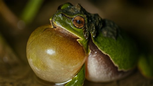 European tree frog – Call