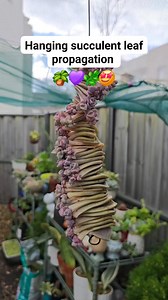 2.1K views · 42 reactions | Hanging succulent leaf propagation 朗華 #bikolanahardinera #succulents #propagation #PlantsMakePeopleHappy #gardening #plantas | Bikolanahardinera | Facebook