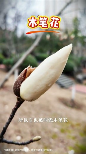 The Enchanting Magnolia: Spring's First Blossom