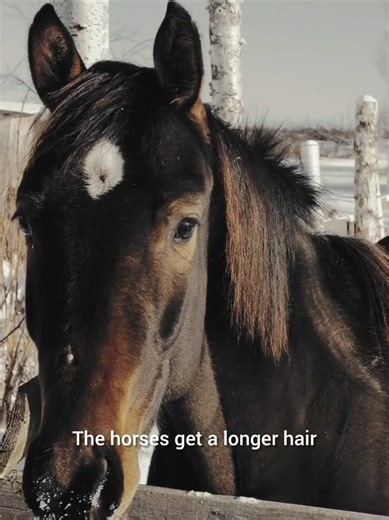 The Amish main transportation is horse and buggy. The majority of the Amish population lives in the Northern part of the U.S. where it gets really cold in the winter time. So don't the horses get cold in the wintertime? In this video, I will be explaining what horse blankets are and when they are used in the Amish. Not all Amish use horse blankets when they should but a lot of them do have horse blankets. Amish barns are not heated, but with the doors closed, it does provide protection from the 