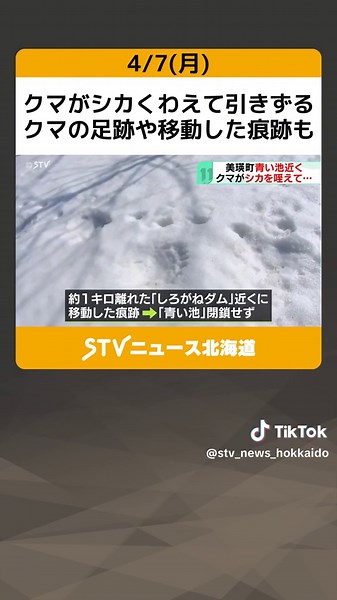 クマがシカくわえて引きずる クマの足跡や移動した痕跡も 観光スポット「青い池」そば 北海道美瑛町 #クマ #シカ #撮影 #足跡 #美瑛 #青い池 #しろがねダム #パトロール #北海道 #STV #TikTokでニュース