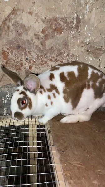 😆🤎#rex #rek #rabbit #tik #kalifornia