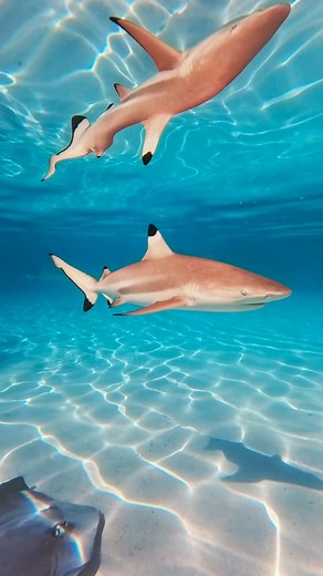 17K views · 700 reactions | The water is was so clear it felt like a pool! Shot with the Insta360 Ace Pro 2 #Sharks #diving | Dustin Burkhouse photography | Facebook